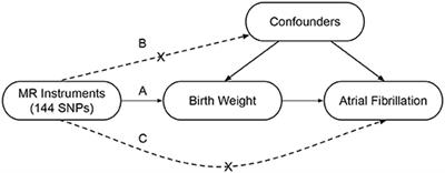 Genetic Determinants of Increased Body Mass Index Partially Mediate the Effect of Elevated Birth Weight on the Increased Risk of Atrial Fibrillation